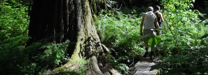 antler lake trail in gold river