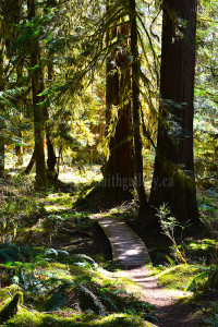 old growth cedar on the antler lake trail