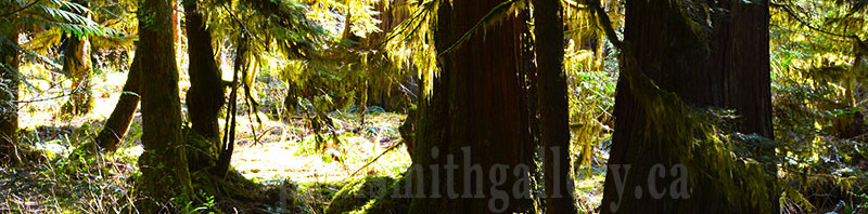 old growth cedar on the antler lake trail