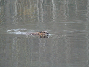 beaver on antler lake