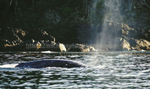 nootka sound gray whale