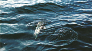 chinook salmon in nootka sound