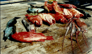 bottomfishing for rockfish in nootka sound