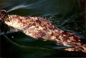 Nootka Sound Lingcod Fishing