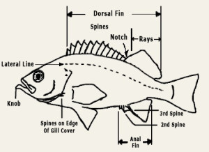 Diagram of a Rockfish