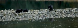 mamma black bear and cubs in nootka sound